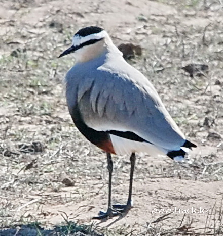 Sociable Lapwing/Plover Vanellus gregarius